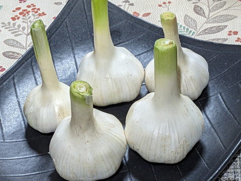 【にんにく】5玉500ｇ ホワイト六片 採りたて新鮮 有機栽培 味が濃い！数量期間限定！