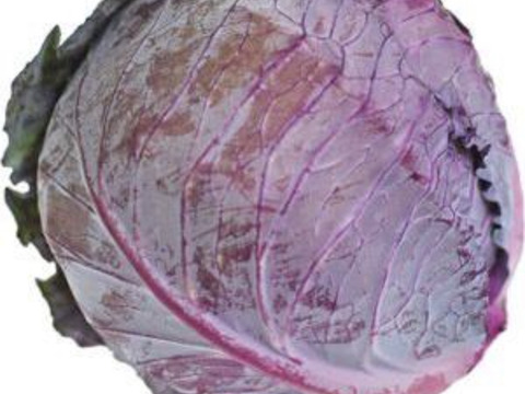 色々なキャベツの盛り合わせ
フルーツキャベツ1.6k
紫キャベツ.           1.3K
ミサキキャベツ     1.0k
フルーツキャベツ意外でもう一つ選択肢