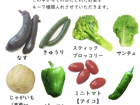 上品な お任せ夏野菜4〜7品目 60サイズ：岡山県産の野菜セット｜食べ 野菜