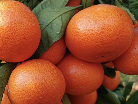 真っ赤な紅色！ジューシーな果肉の『紅みかん』　5kg