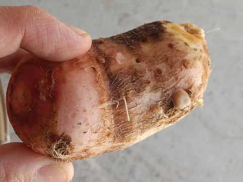 ホクホク美味しい【セレベス】里芋2kg