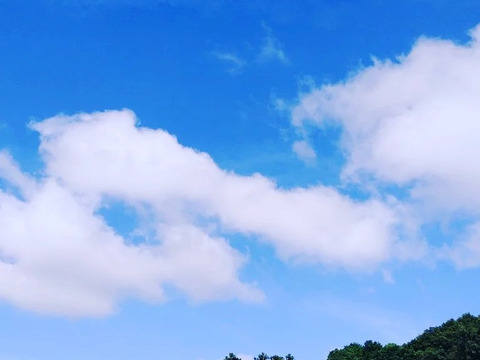 【加工用】日本梨！新高！優しい甘さとシャキッとハードな食感