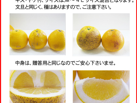 河内晩柑訳アリ10キロ