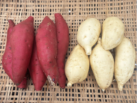 《食べ比べ》きみまろこ・べにはるか