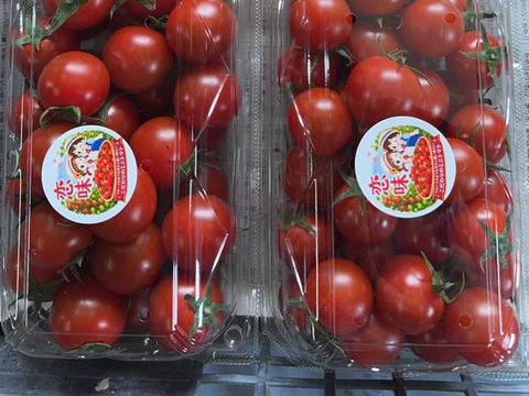 【期間限定】ミニトマト恋味‼️お子様にも大人気‼️1.2kg入‼️