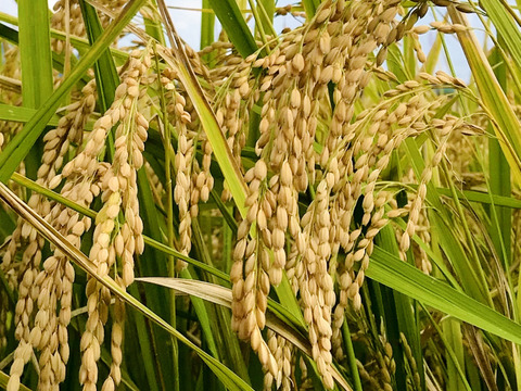 canariの米　にこまる５kg＜精米＞　令和２年産