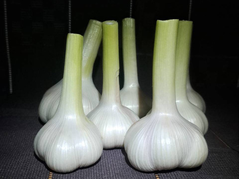 令和７年産　阿蘇・西原村産にんにく❗たっぷり1㎏箱セット❗阿蘇外輪山の豊富な地下水と豊かな自然環境で収穫して自然乾燥した、濃厚な味わいのにんにくです。