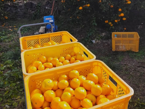 有田みかん【Lサイズ】5 kg（箱込）