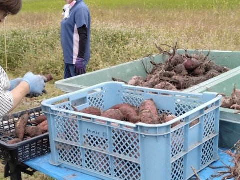 訳あり！ホックリと？ネットリ？食べてみてのお楽しみサツマイモ1kg、自然の甘さ甘柿500gのセットで秋の食べ切り！