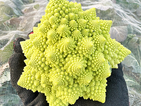 【芸術的野菜！】ロマネスコ（2個）農薬・化学肥料不使用