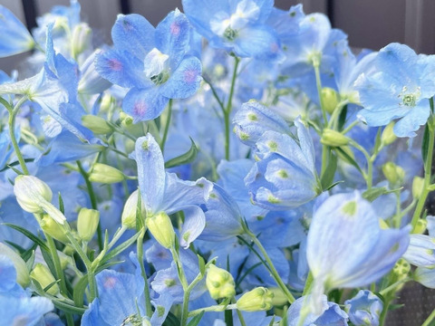 ＊花農家から直送＊デルフィニウム&ブプレ(デルフィ10×ブプレ10＝20本セット）