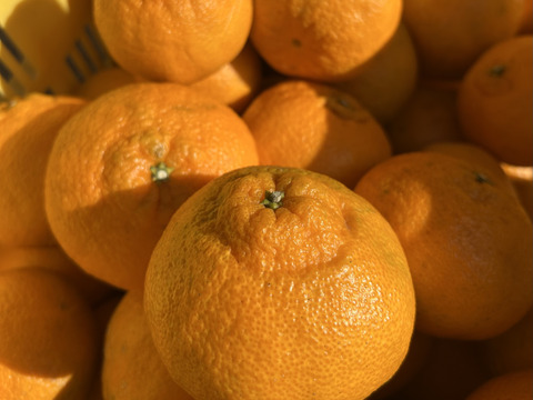 【予約】【訳ｱﾘ小玉！】🍊濃厚な甘みと果汁じゅわっ！プリプリ果肉♪の しらぬい７kg 【デコポン同品種／瀬戸内の離島より果汁たっぷり品種おとどけ✨】✨