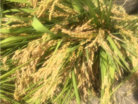 【新米・数量限定 即発送】令和7年産 新潟・とちお産コシヒカリ
農家直送！山の湧水で育った自慢の精米5kg（送料相当値引き中／箱込み総重量）