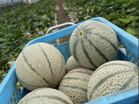 甘さぎっしり詰まった 家族で楽しむマルセイユメロン｜めろん2玉