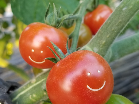世界で唯一の笑顔を広げるトマト「ハピフルとまと」