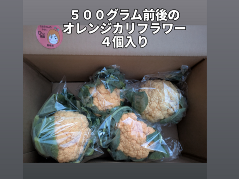 オレンジカリフラワー４個