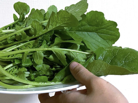 岡山県産の大根葉を100g