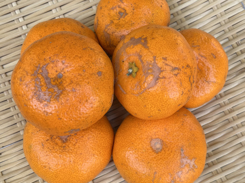 【訳あり】『大津みかん(四号)』5㎏ サイズミックス（１㎏あたり7-10個）大津四号発祥の地 湯河原産