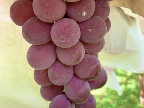 種無しぶどう　甘くてジューシー　竜宝（りゅうほう）1kg