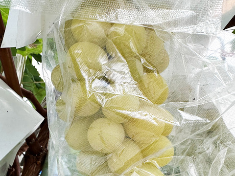 【サングラスぶどう】次世代ぶどう！岡山県産種なしマスカサーティーン（約1kg、2～4房）