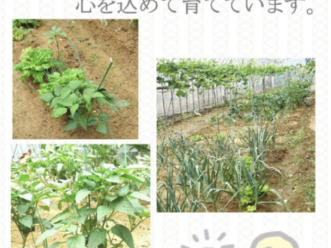 新鮮度が違う！200g スティックセニョール