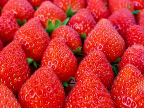 ★冷涼な軽井沢は7月までがいちごの旬★【軽井沢高原プレミアムいちご・化学農薬を限界まで抑えたこだわりの当園独自農法】☆厳選☆スタンダードBOX（15粒または18粒入り【贈答用】）