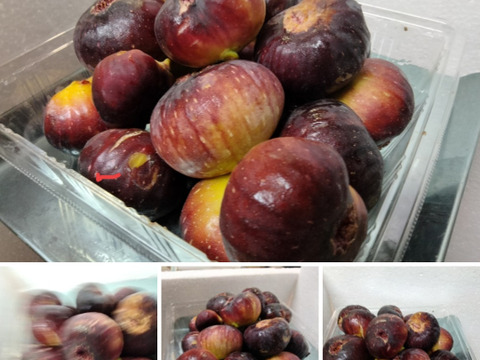 大容量パック　兵庫産 ご家庭用　イチジク　800ｇ