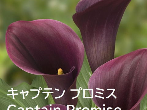 【予約販売】7月上旬収穫後順次発送　新潟県産　カラー切り花10本 　2～3色MIX　※沖縄県・離島配送不可※