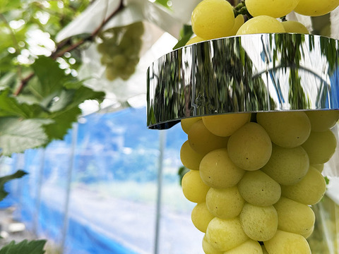 【サングラスぶどう】次世代ぶどう！岡山県産種なしマスカサーティーン（約1kg、2～4房）