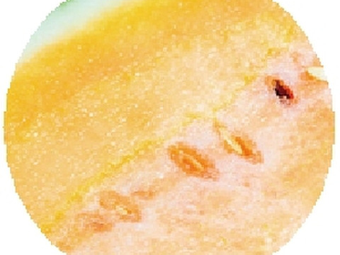 兵庫産 黄金羅王　TVで大人気　中玉スイカ1玉　ご家庭用①