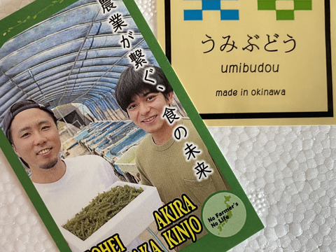 【農カード付き】生海ぶどう（茎付き）1kg