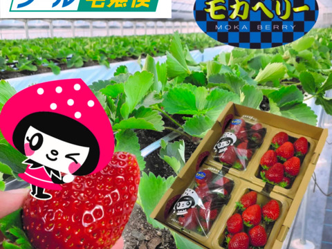 一箱4パック入り 家庭用 いろいろなサイズ 『モカベリー』 完熟いちご  苺 いちご 果物