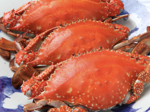 旨さギュンギュン 小さめワタリガニ カニフォーク付き だから食べやすい 2kg 一杯150 身を取り出してパスタ ケジャン に持ってこい 活〆氷〆水揚げ日に茹でか冷蔵で発送 愛知県産の魚介類 食べチョク 産地直送 産直 お取り寄せ通販 農家 漁師