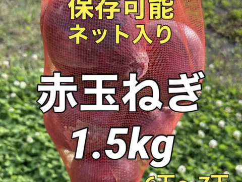 今シーズン最後‼️赤玉葱1.5kg入‼️