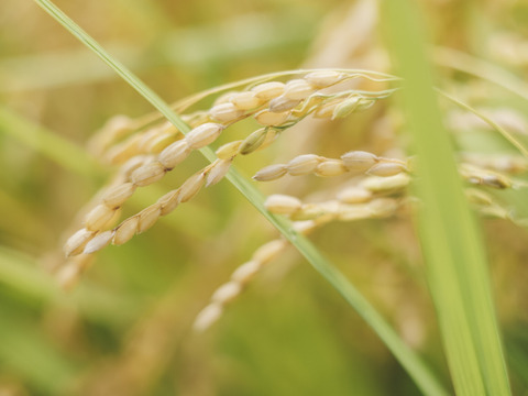 【令和7年産新米】特別栽培米コシヒカリ（玄米）5kg　石川県産