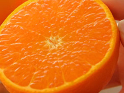 [期間限定]柑橘のKing！！柑橘の大トロ！「せとか」（2.5ｋｇ）
