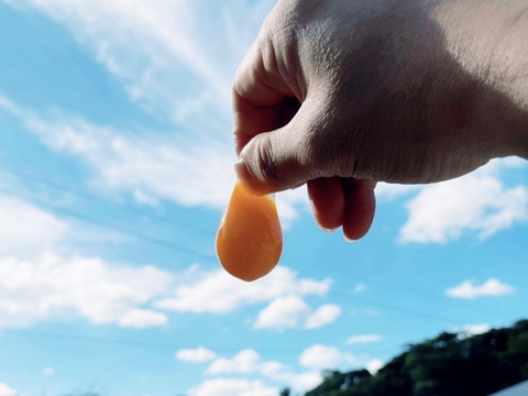 大寒たまご(赤)×36個✨‼️年に1度の縁起物‼️✨