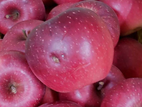 シナノホッペ　加工用（生食も可）10キロ箱【葉とらず】JA基準より60％減の低農薬栽培