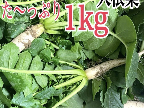 採れたての農薬不使用の大根葉を1キロをお届け