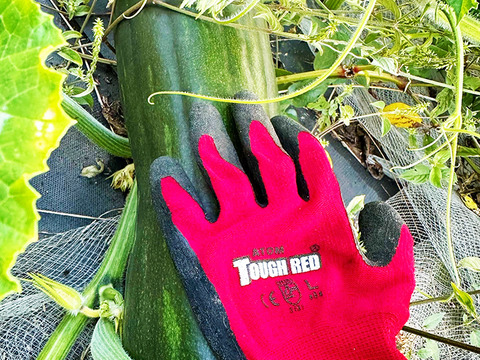 食べ比べ！かぼちゃセット！（約4kg、小・中型、3～5個入り）農薬・化学肥料不使用