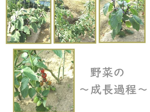 焼肉を巻き巻き岡山県産の青１０枚