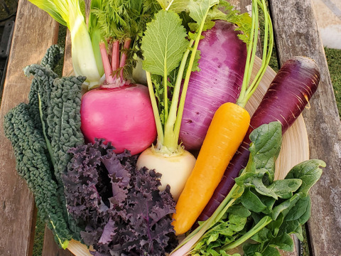 テーマは『優しさ』旬の野菜セット～春～(野菜8種類)農薬・化学肥料不使用