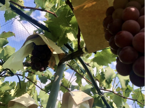 種無しぶどう　甘くてジューシー　竜宝（りゅうほう）1kg