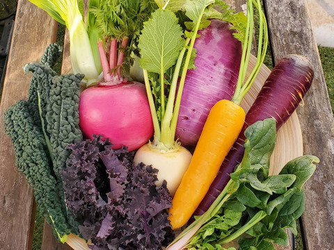 テーマは『カラフル&珍しい』野菜セット(野菜6種類入り)農薬・化学肥料不使用