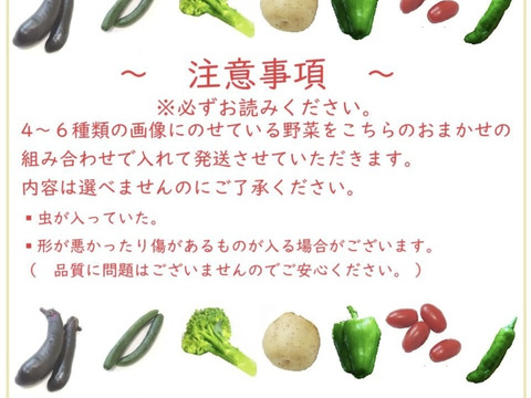 おまかせ採れたて新鮮な夏野菜のセット　4〜6品目