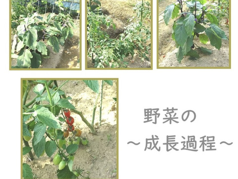おまかせ採れたて新鮮な夏野菜のセット　4〜6品目