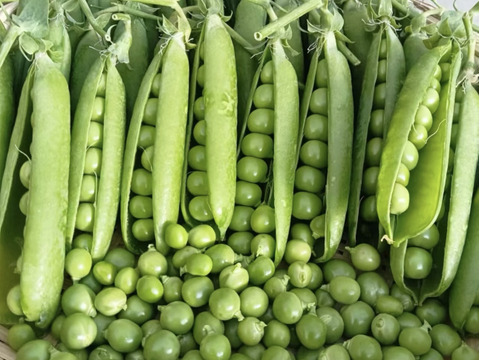 朝採れ　グリーンピース 500g（鹿児島県指宿市産）