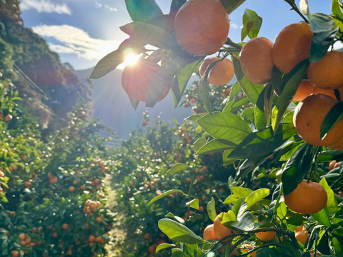 【また旅みかん】完熟ゆら4.5キロ早生♪【有田みかん】
