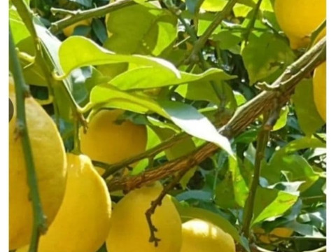 大好評【4/中旬収穫】皮ごと使える❣国産ユーレカレモン1.5kg(箱込）