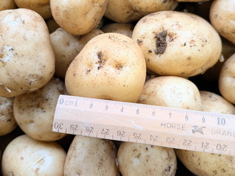 【ストックに最適！】農薬・化学肥料不使用☆M・L混在じゃがいも５㎏（男爵）